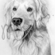 Bailey, finished artwork