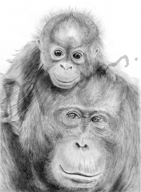 Gorillas, finished artwork