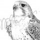 Kestral, finished artwork