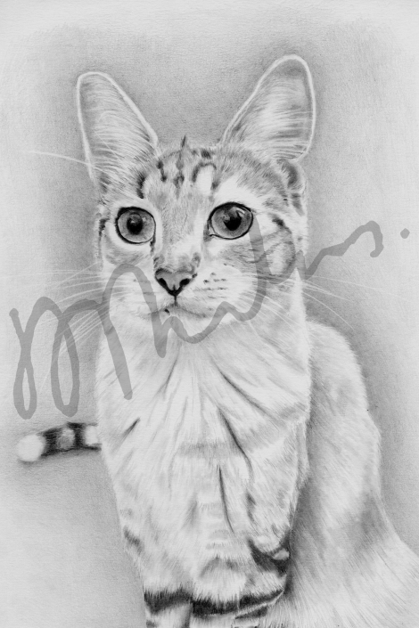 Luna, finished artwork