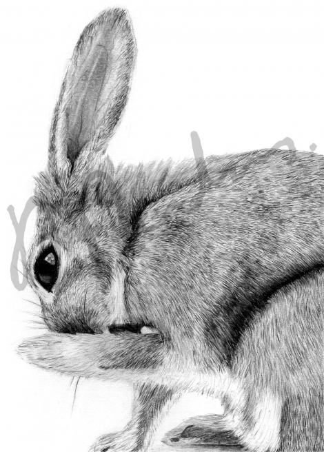 Rabbit finished artwork