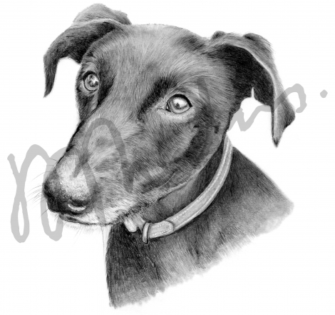 Rescue Dog, finished artwork